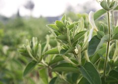 北花一号金银花(细节）